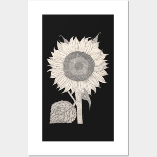 hand drawn detailed Sunflower sketch in retro design Posters and Art